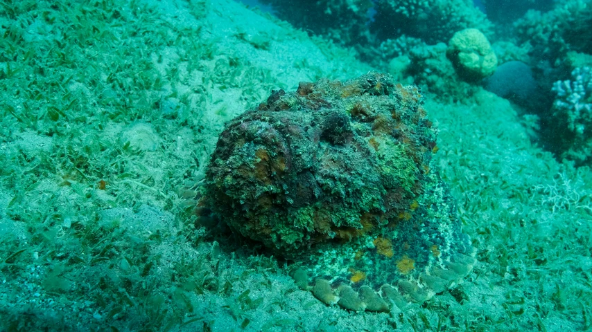 Stone fish at the bottom of the sea floor